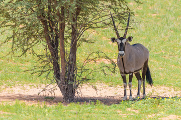 ein Oryx steht in der Mittagshitze unter einem grünen Baum, Kalahari Trans Frontier Park, ...