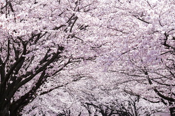 満開の桜並木、ソメイヨシノ、日本、千葉県