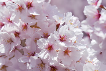 満開の桜、ソメイヨシノ、背景素材