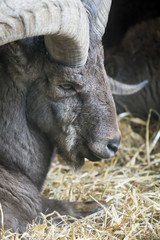 Fototapeta premium Porträt eines Dickhornschafes