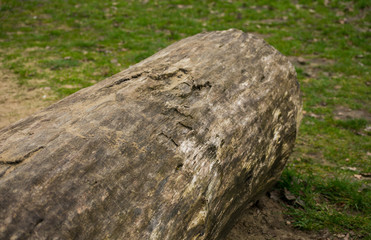 Fallen Tree Log in Forest Sand Leafes Old Mossy Texture