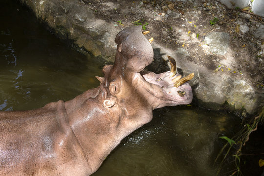Close up hippopotamus, or hippo, mostly herbivorous mammal in water with open mouth and waiting for food from tourists
