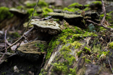 Funghi Mushrooms On Mossy Tree Log Forest