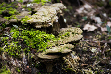 Funghi Mushrooms On Mossy Tree Log Forest
