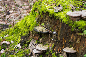 Funghi Mushrooms On Mossy Tree Log Forest
