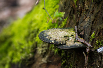 Funghi Mushrooms On Mossy Tree Log Forest
