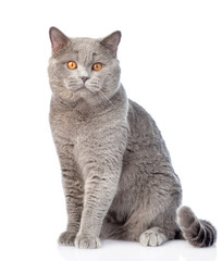 portrait of an adult scottish cat. isolated on white background