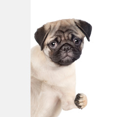 Funny pug puppy above white banner. isolated on white background