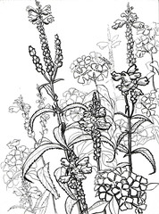 Flowers B&W pencil drawings