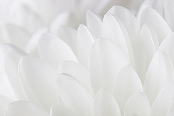 Blütenblätter einer weißen Chrysantheme Nahaufnahme auf weißem Hintergrund.