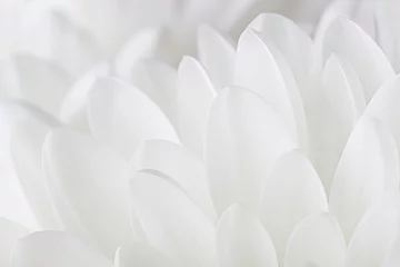 Keuken foto achterwand Wit Bloemblaadjes van een wit chrysanthemumclose-up op een witte achtergrond.