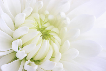 A white chrysanthemum flower close-up on a white background.