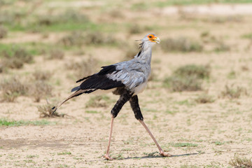 ein Sekretärvogel, Sagittarius serpentarius, schreitet durch die Savanne, Kalahari, Südafrika