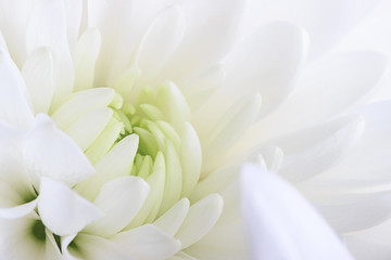 A white chrysanthemum flower close-up on a white background.