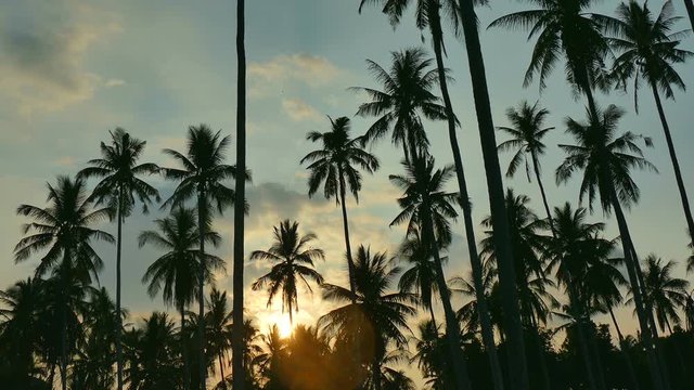 Beautiful tropical coconut palm tree at sunset time

