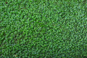 Grass with small wet leaves.