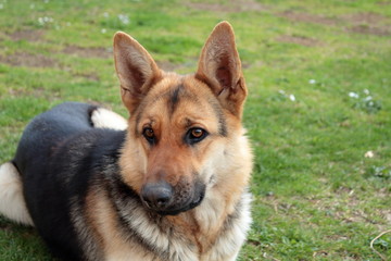 German shepherd