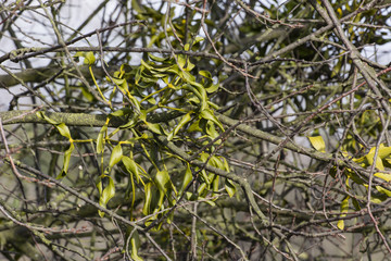 Detail of green leaves of mistletoe.