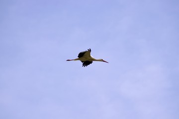 Fliegender Storch seite