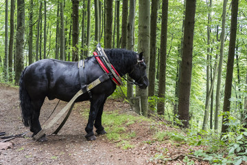 Trailing forest horse on the road in the woods.