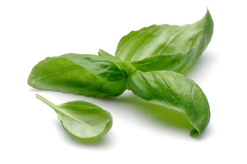 Basil