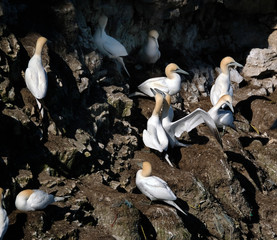 Obraz premium Gannet nesting colony on east coast of yorkshire, UK.