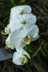 Phalaenopsis or moth orchids have approximately 60 species that is one of the most popular orchids in the trade. Native to southern China, Taiwan, the Indian Subcontinent, Southeast Asia. 