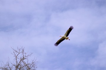 fliegender Storch von unten