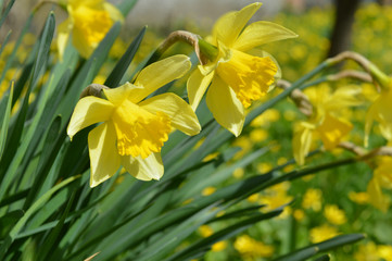 Нарциссы ранней весной на большом поле.