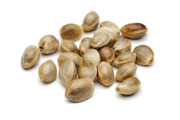 Fototapeta premium Hemp seeds