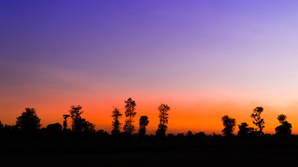 Silhouette of trees on blue sky on the sun set