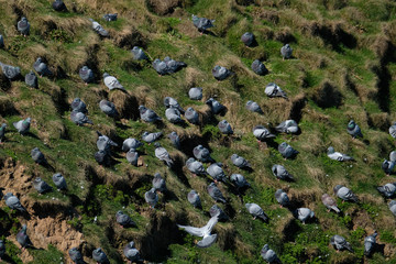 Feral pigeon on east coast of UK.