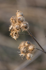 Dry thistle flowers.
