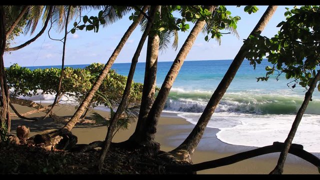 Palmenstrand