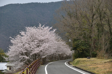 日本の春の桜