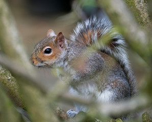 Grey Squirrel feeding on bird peanuts in urban house garden.