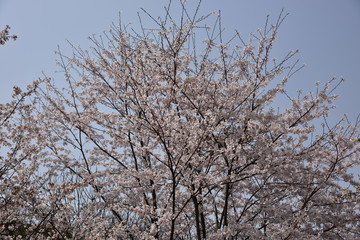 日本の春の桜
