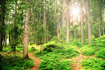 meraviglioso scorcio di un bosco in montagna