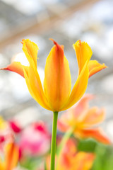 closeup of orange tulip on floral background in spring garden