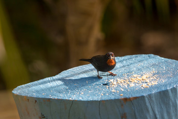 Lesser Antillean Bullfinch (Loxigilla noctis) - common bird species in Caribbean. A male bird...