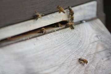 bienen