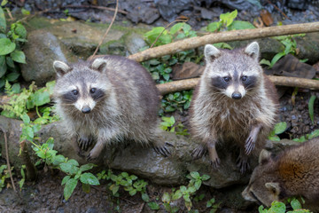 Raccoons begging for food and looking at camera in a zoo