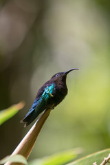 Beautiful small hummingbird  perching on a tree branch against natural green background (Eulampis jugularis)