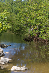 Obraz na płótnie Canvas Lush green mangroves in tropical coastal swamp in Guadeloupe, Caribbean
