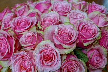 Blumenstrauß aus pinken Rosen