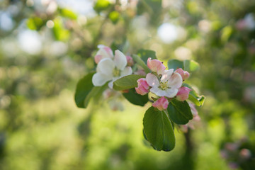 closeup blossoming apple tree with pink flowers in a garden
