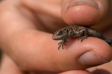 Hand holding lizard between fingers closeup