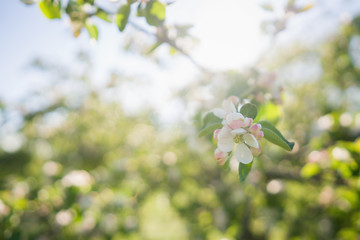 closeup blossoming apple tree with pink flowers in a garden