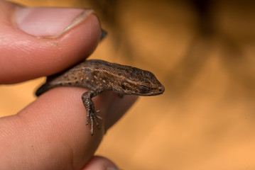 Hand holding lizard between fingers closeup