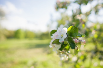closeup blossoming apple tree with pink flowers in a garden